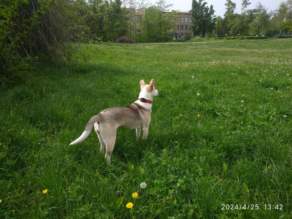 Собачка Хрюша шукає родину!