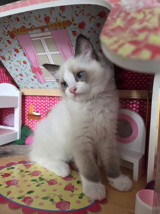 Kocięta Ragdoll szukają swoich domków