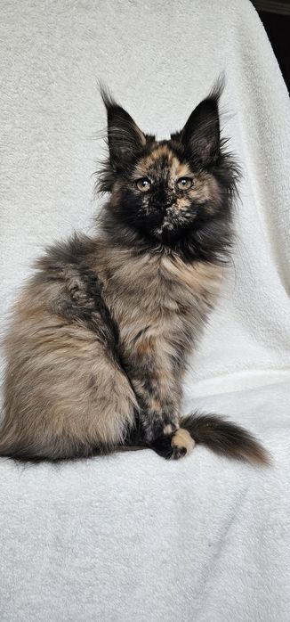 Сногшибательная девочка мейн кун