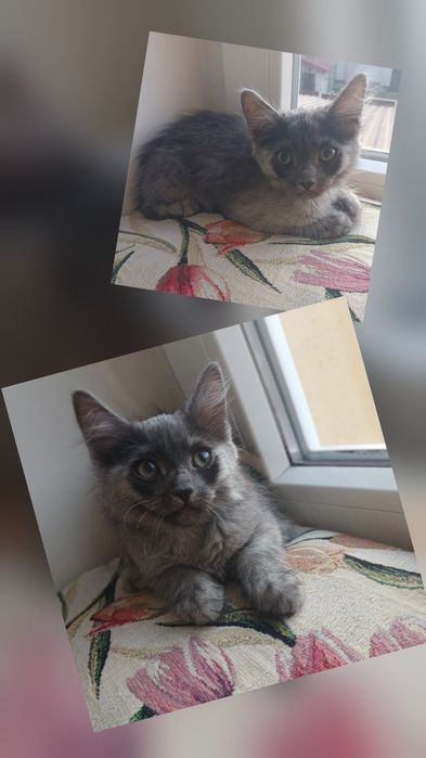 Дуже чемні, навчені до лотку, грайливі кошенята 3 місяці.