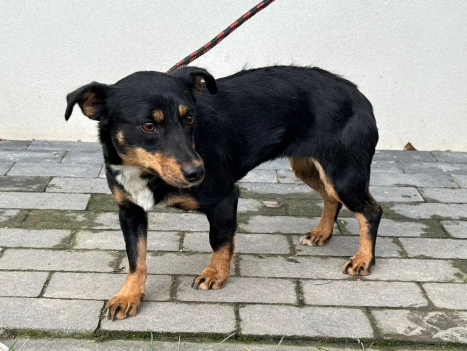 Ewcia - młoda piękna suczka do adopcji
