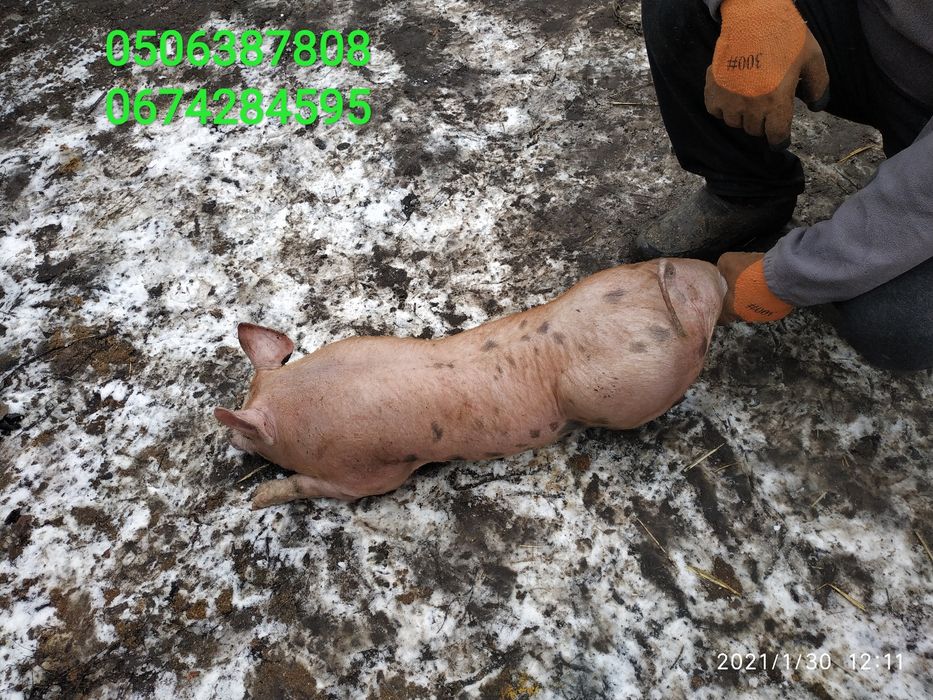 Поросята на откорм