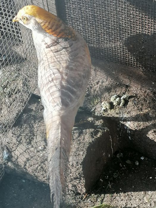 Faisão jiji macho de 2025