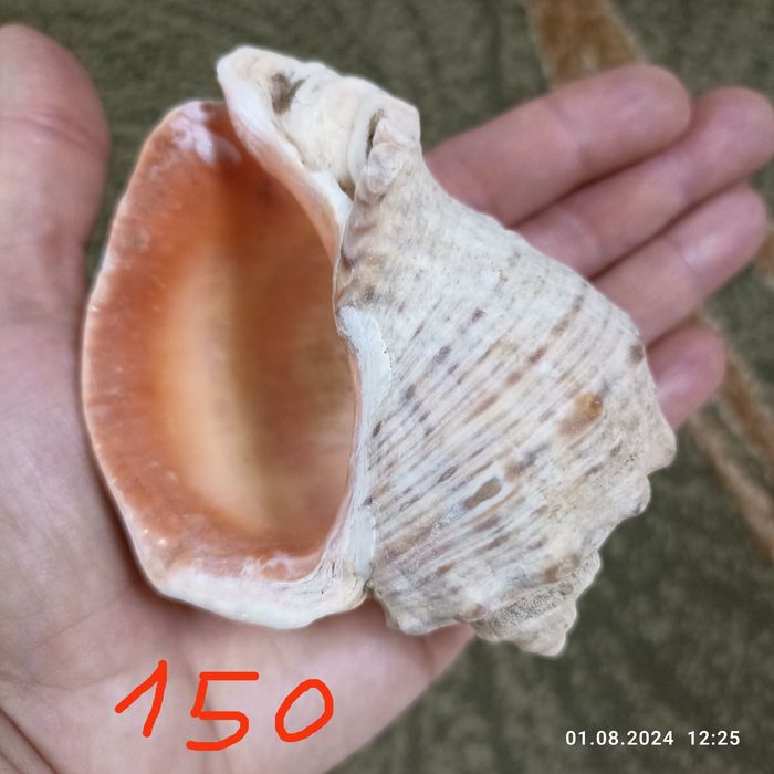 Мушлі Чорноморські натуральні