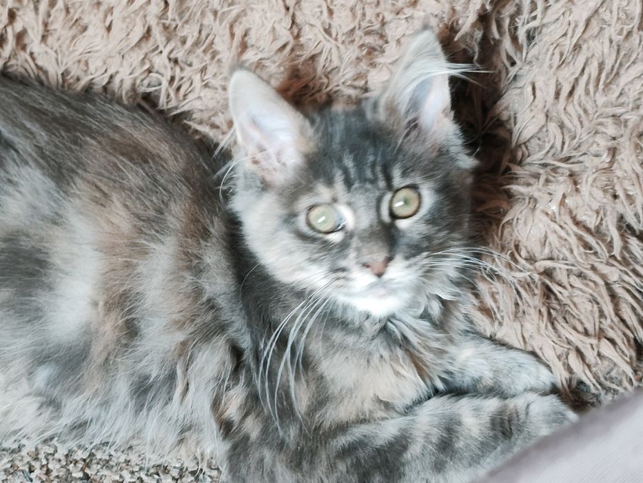 Dziewczynka  niebieska szykret Maine Coon
