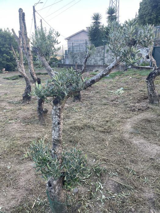 Olieviras Bom preço