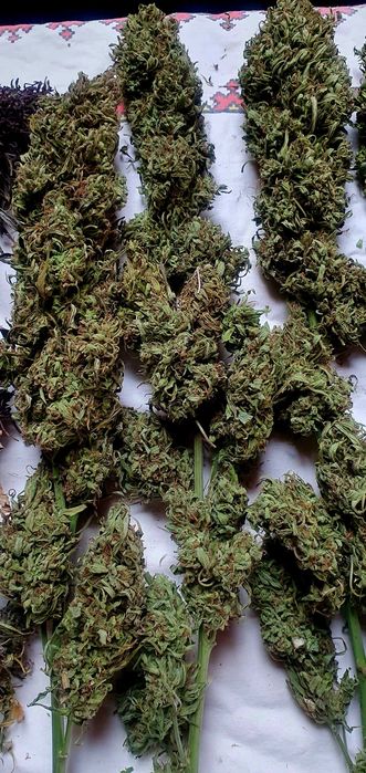 Cannabis Sativa topy susz CBD 5% CBG THC Konopia kwiaty 10g ekolog naturalne kwiatostany produkt zielarski