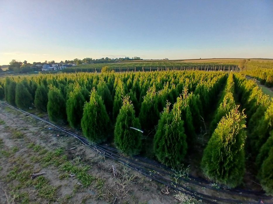 Tuje Szmaragd promocja