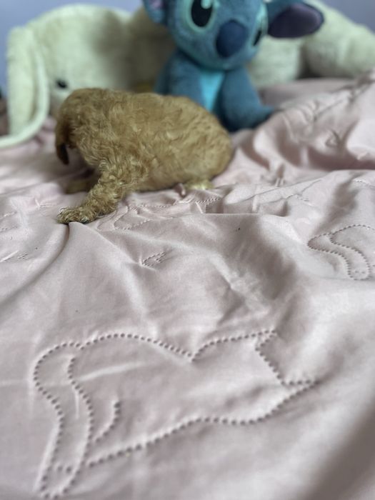 Cavapoo chłopiec pudel cavalier