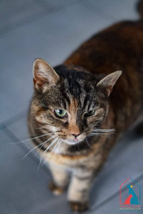 Mojka 413/25 - SZUKA DOMU!