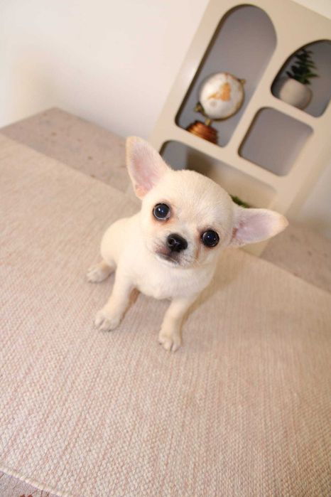 chihuahua mini toy, fêmea cor branca