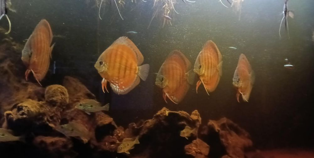 Paletki Brown sprzedam 5szt