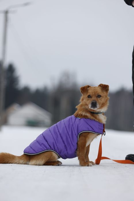 Mały mlody psiak do adopcji