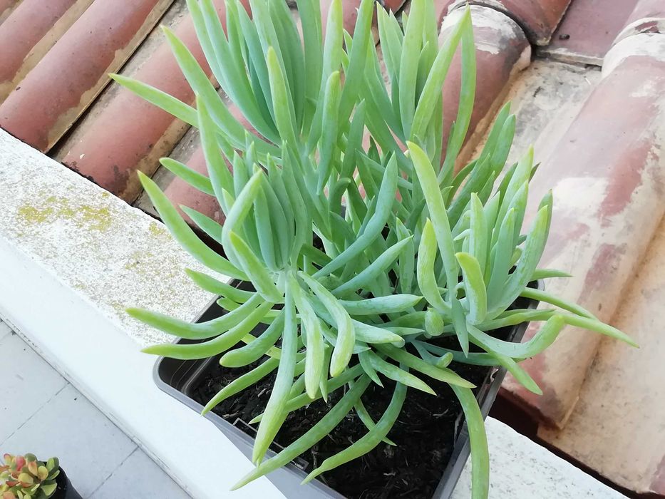 Planta Suculenta Senecio Serpens