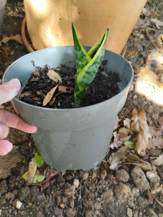 Espada de Santa bárbara