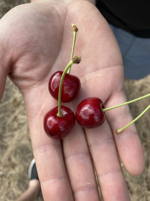 Продам черешню ОПТ