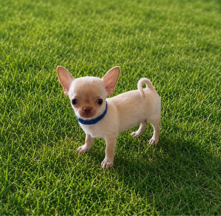 Chihuahua krotkowlosa (samiec)