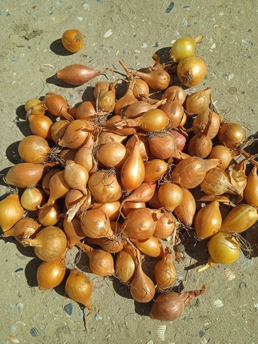 Лук-севок Штутгарт (арпажик)