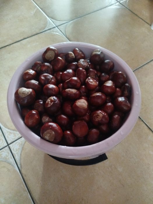 Sprzedam kasztany ceną za