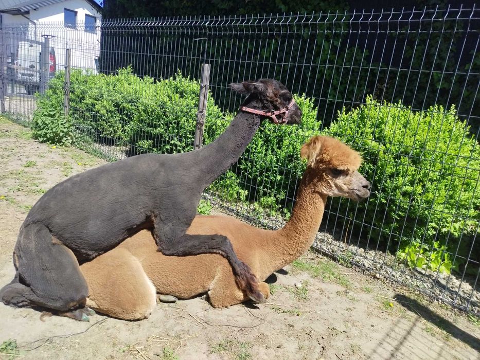 Sprzedam samca Bono 7 lat