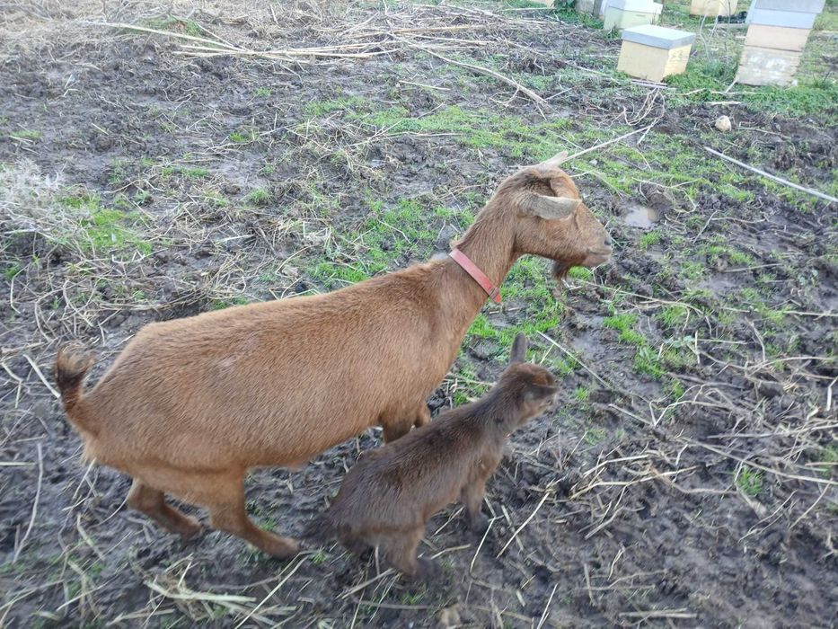 Vende-se Cabra com cabrita