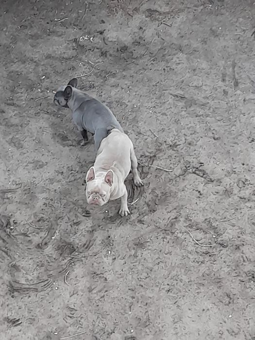 Buldog francuski pies