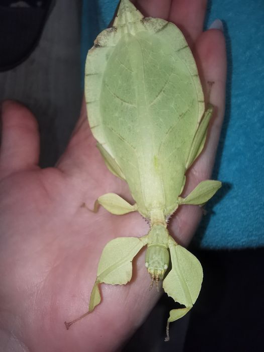 Phyllium Letiranti Tataba, liśćce Tataba