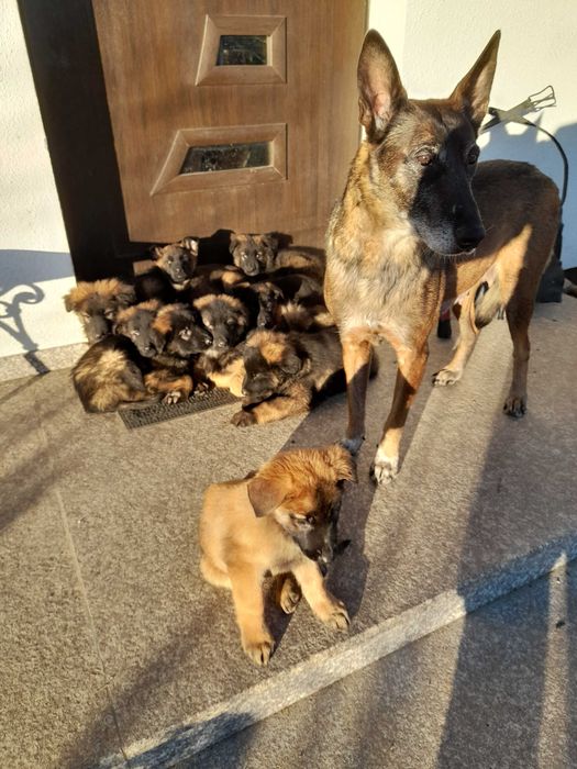 owczarek niemiecki/belgijski