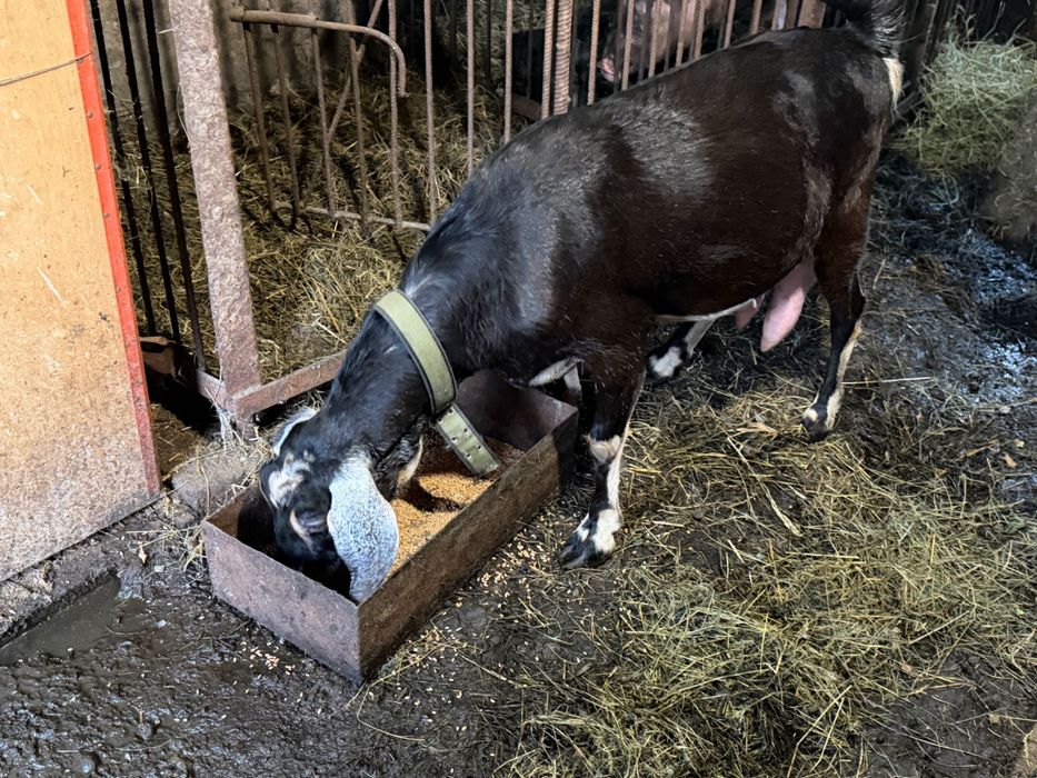 Продам нубійські кози