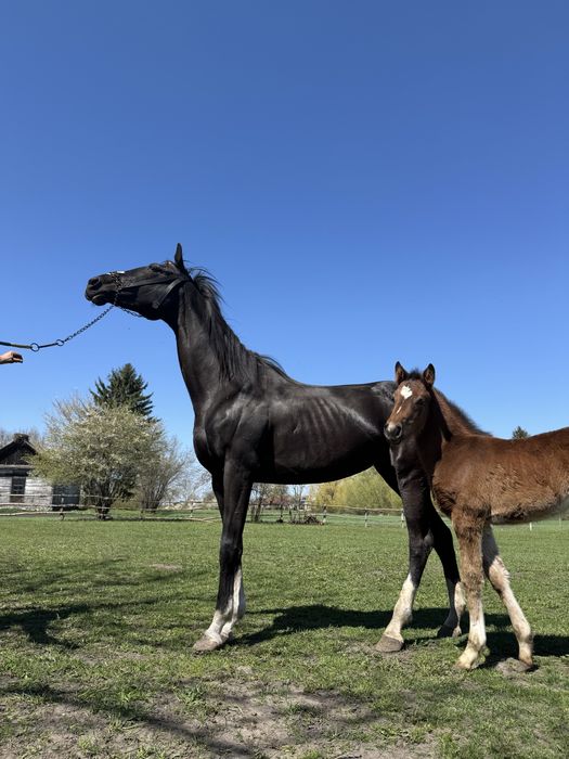 Продам кобилу, порода Англііська Верхова з лошам