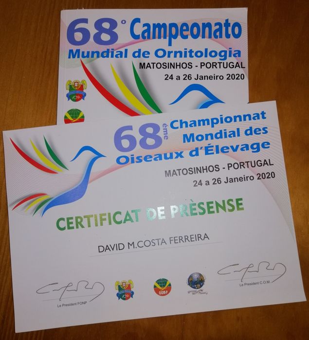 Canário de Canto Clássico Continuo Timbrado Espanhol