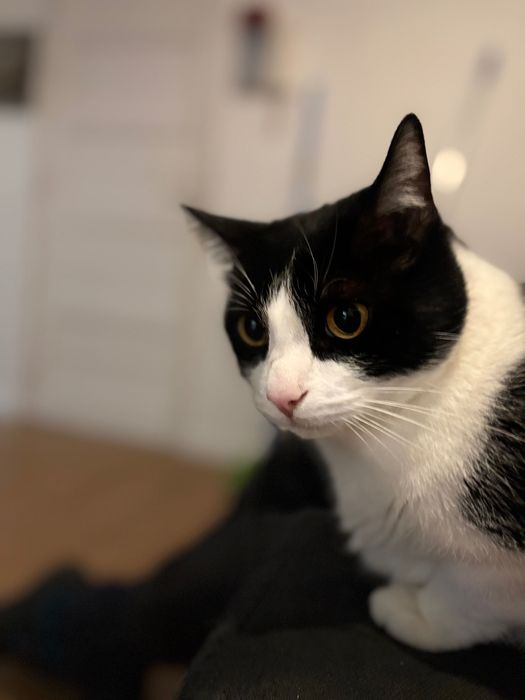 Gato para adoção