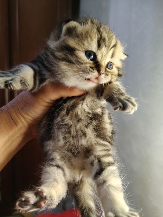Шотландські кошенята