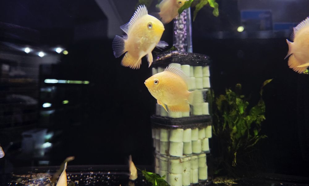 Pielęgnica severum red spotted