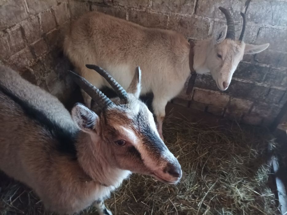 Продаються молоді кози!