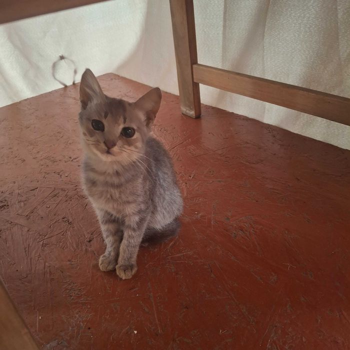 Кошенята у добрі руки