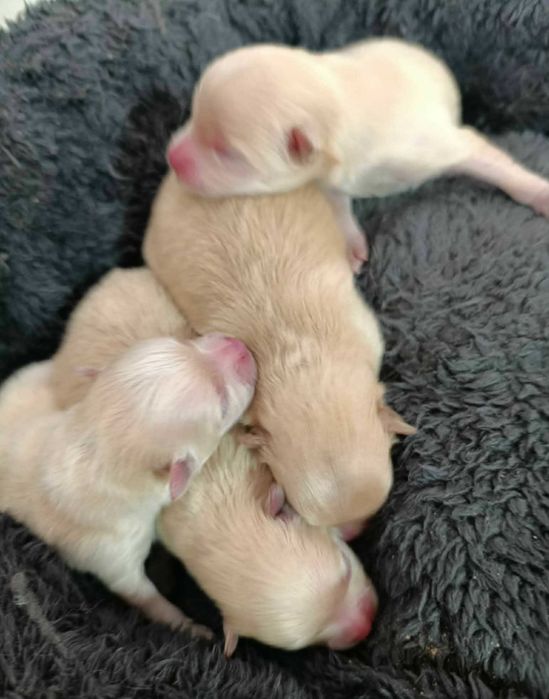 Cachorro raça shatzu mistura sphs alemão anão