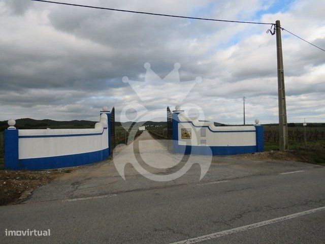 Terreno Agrícola de 11,1 ha com Vinha, Olival e Sistema de Rega – M...
