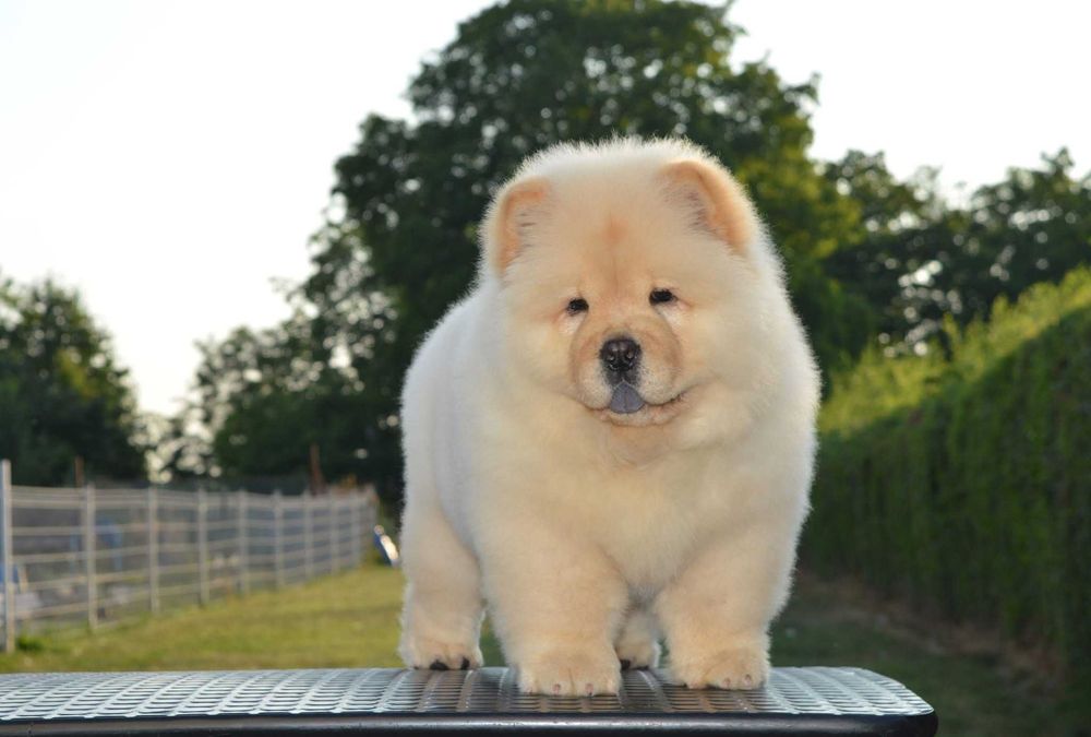 Chow Chow disponível