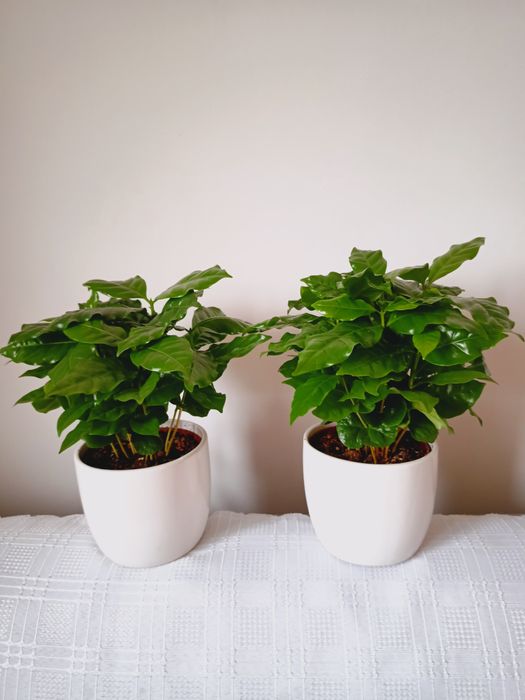 Kwiatki liściaste, "Kawowiec", 2 sztuki, z zaszczepkami, wysokość 30cm