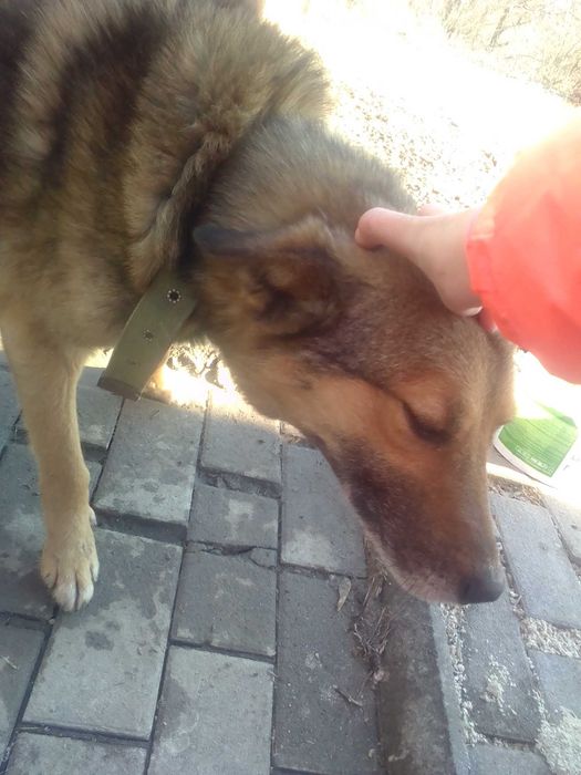 Віддам собаку в добрі руки