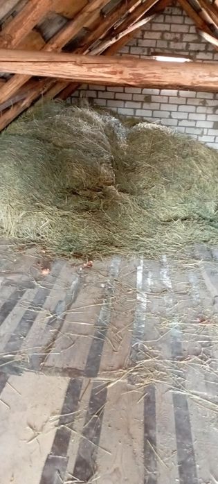 Продам сухе сіно