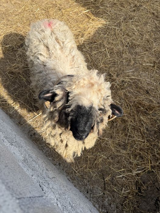 valais blacknose