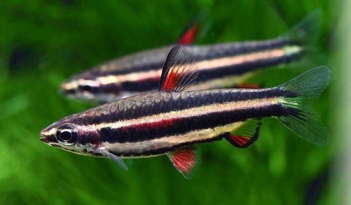 Drobnoustek obrzeżony (Nannostomus marginatus) WYSYŁKA AKWAWIN