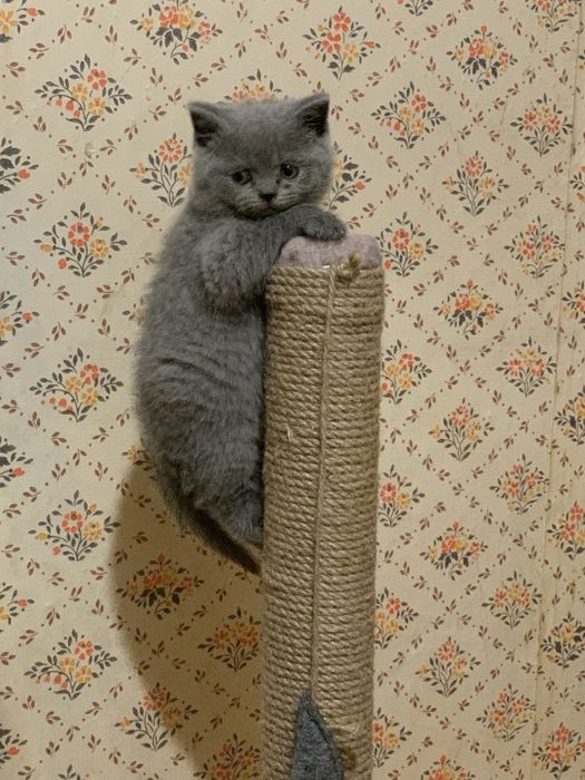 Скотіш фолд. Вʼязка