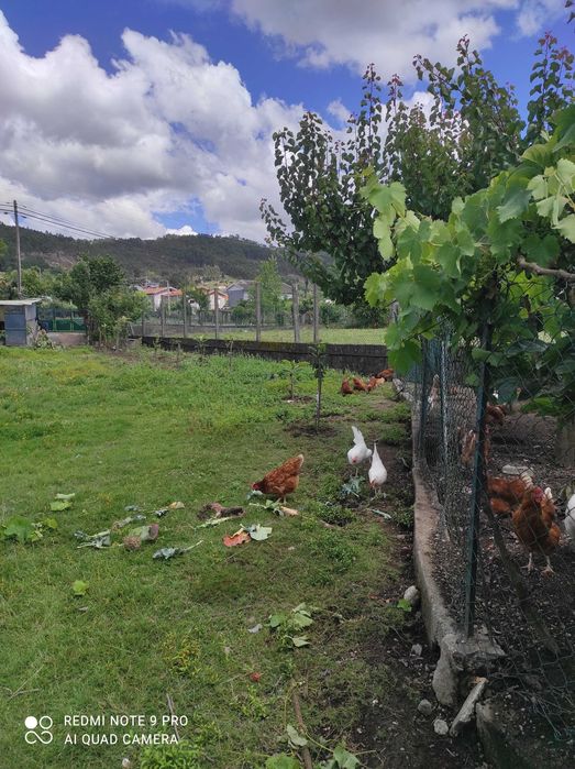 Ovos frescos galinhas criadas no campo