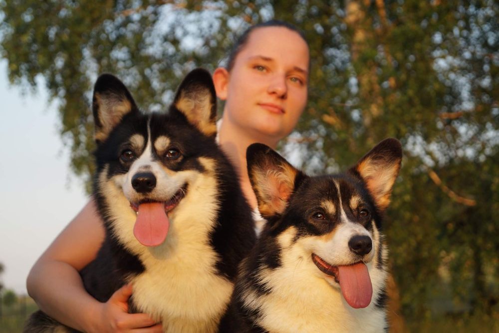 Welsh corgi pembroke FCI