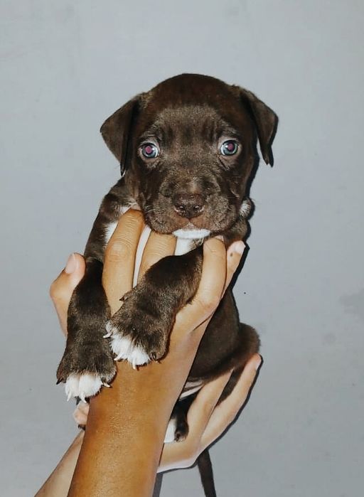 Dois bebês machos American Pitbull