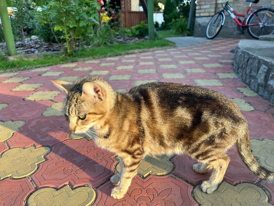 Котенята безкоштовно смт Білогородка, Київська область