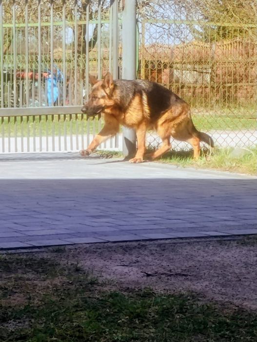 Owczarek niemiecki krótkowłosy